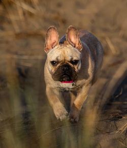 Portrait of dog sticking out tongue on land