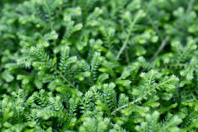 Full frame shot of fresh green plants