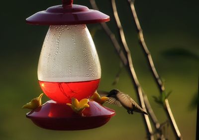 Hummingbird drinking from bird feeder