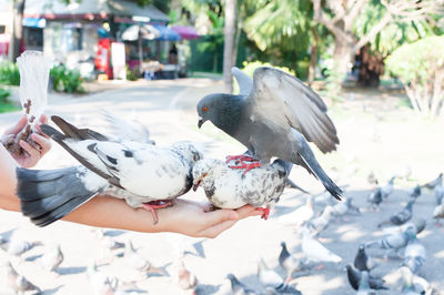 Midsection of person eating bird