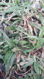 High angle view of dry leaves on field