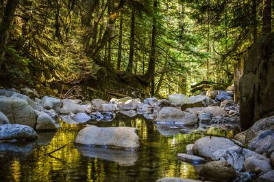 Trees growing by lake in forest