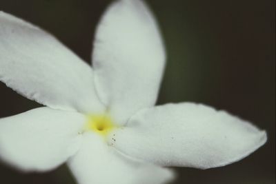 Close-up of white flowers blooming outdoors