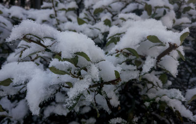 Close-up of frozen plant on field