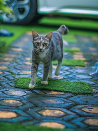 Portrait of cat on footpath