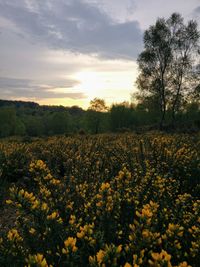 Scenic view of field against sky during sunset