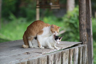 Cat looking away