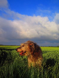 View of dog on field against sky