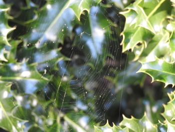 Close-up of spider on web