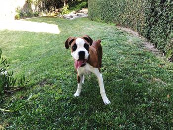 Portrait of dog on field