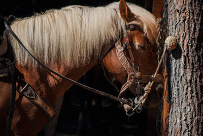 Close-up of horse standing on wood