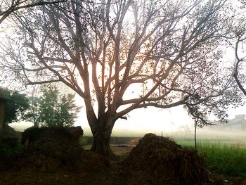 Bare trees on field