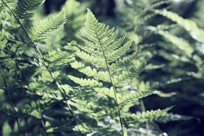 Close-up of fern leaves