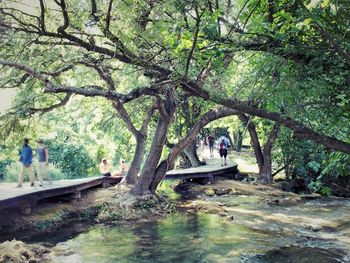Trees in a river