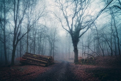 Walking in the moody winter woodlands