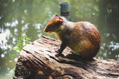 Close-up of squirrel on tree