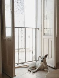 Dog sitting on floor  by an opened french window at home 