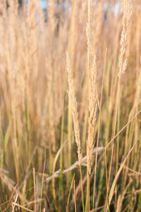 Close-up of stalks in field
