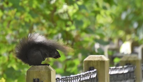 Bird perching on wooden post