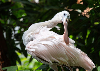 Close-up of bird