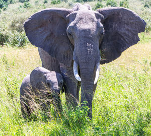 View of elephant on field