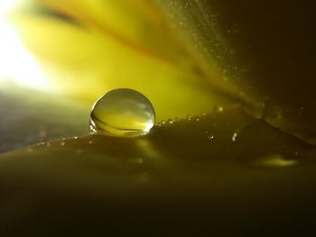 Close-up of wet yellow flower