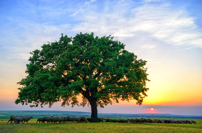 Tree on field against sky during sunset