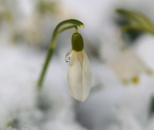 Close-up of white flowers