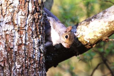 Close-up of squirrel on tree trunk