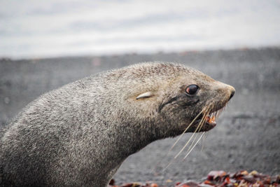 Close-up of an animal