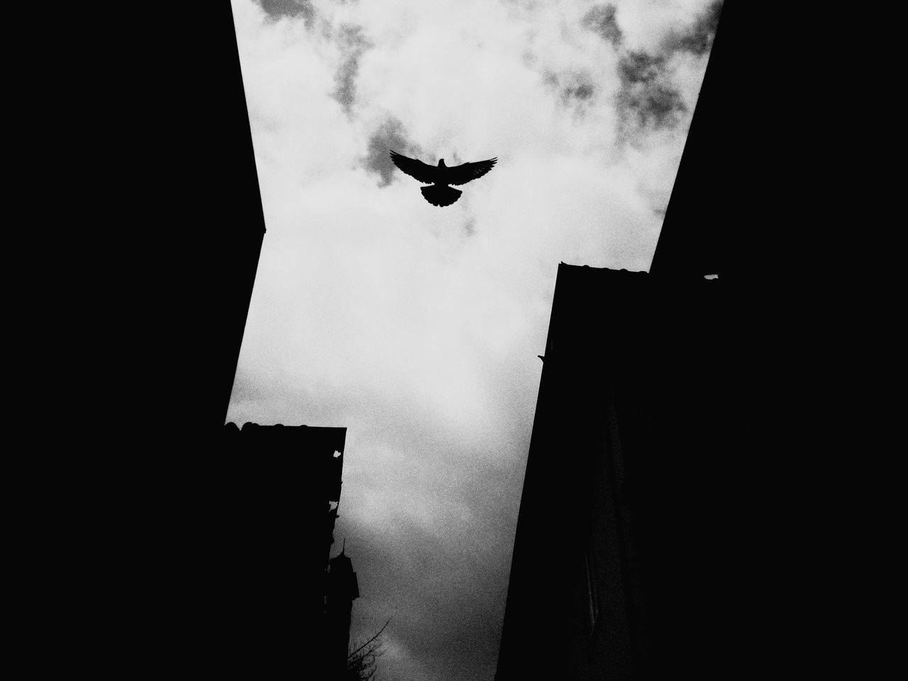 LOW ANGLE VIEW OF SILHOUETTE BIRD FLYING AGAINST SKY