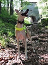Dog standing on field
