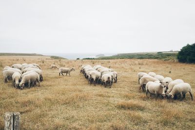 Flock of sheep grazing on field against sky