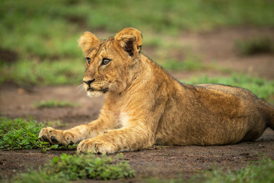 Close-up of lion cub lying staring ahead