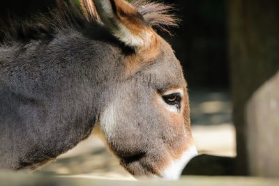 Close-up of a horse