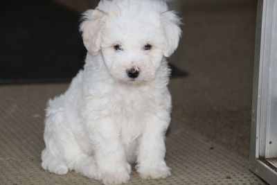 Portrait of puppy sitting at home