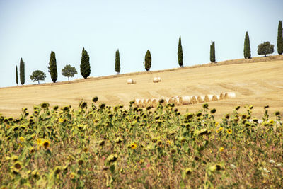 Plants growing on field against clear sky