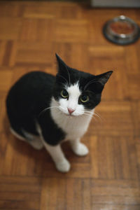 Portrait of a cat