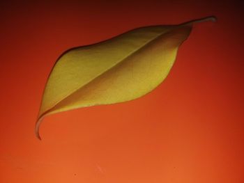 Close-up of yellow leaf on table