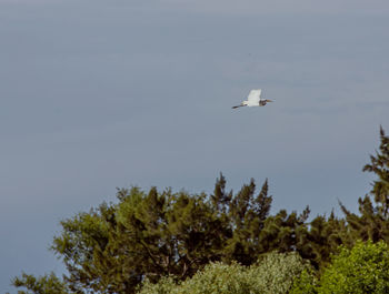 Low angle view of bird flying in sky