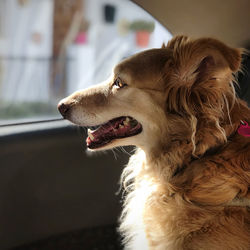 Close-up of dog looking away