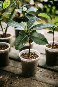 Close-up of potted plants in lawn