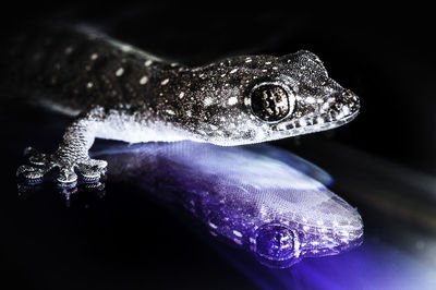 Close-up of water over black background