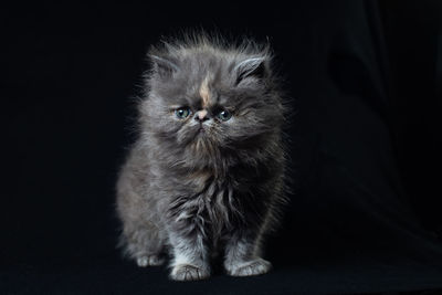 Persian kitten on a dark background