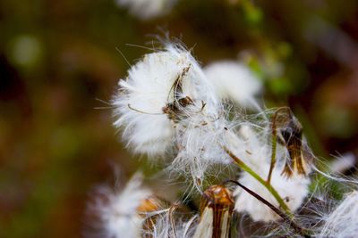 Close-up of butterfly on flower