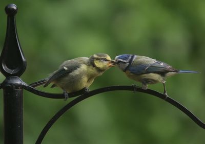 Close-up of birds perching on leaf