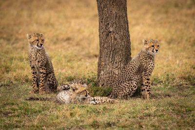 Cheetahs on field in forest