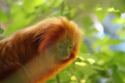 Close-up of a monkey