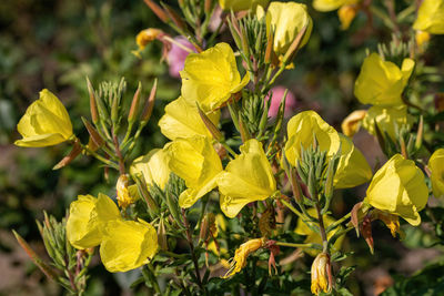 Close-up of yellow flowering plant