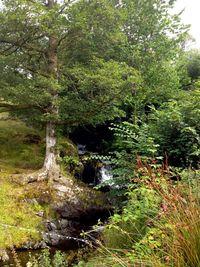 Scenic view of waterfall in forest